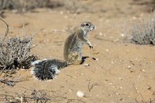 Cape Ground Squirrel In The Kgalagadi Stock Photos