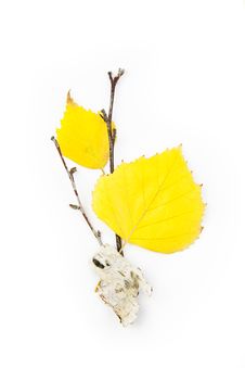 Autumn Birch Leaves / Beautiful Composition Royalty Free Stock Image Autumn Birch Leaves / Beautiful Composition Royalty Free Stock Image