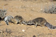 Cape Ground Squirrel In The Kgalagadi Royalty Free Stock Image