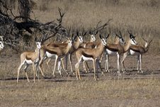 Springbok In The Kalahari Stock Images