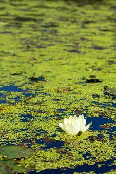 Water Lily Stock Images Water Lily Stock Images