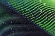 Wet Feather Stock Images