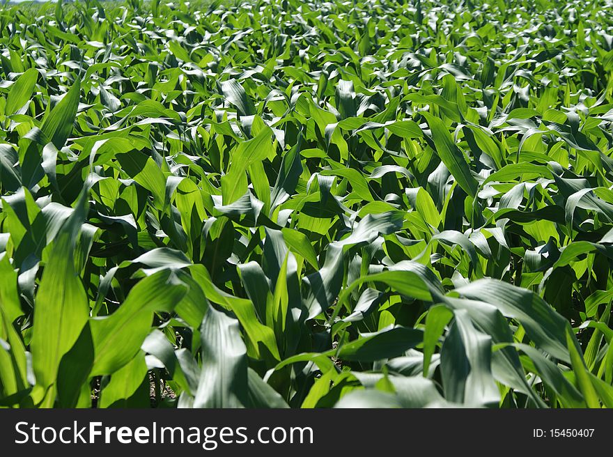 A beautiful maize plants in a field