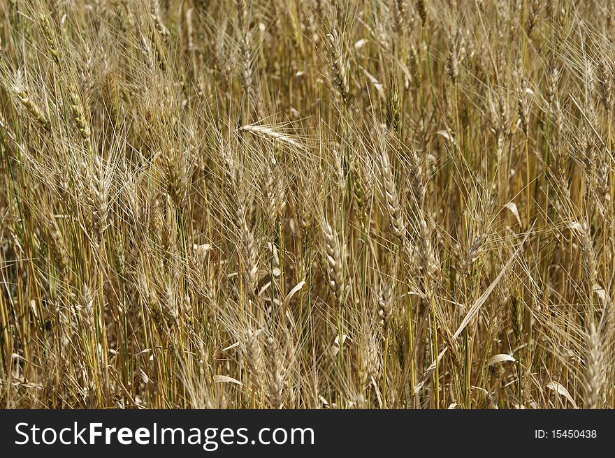 Detail of a golden dry wheat field