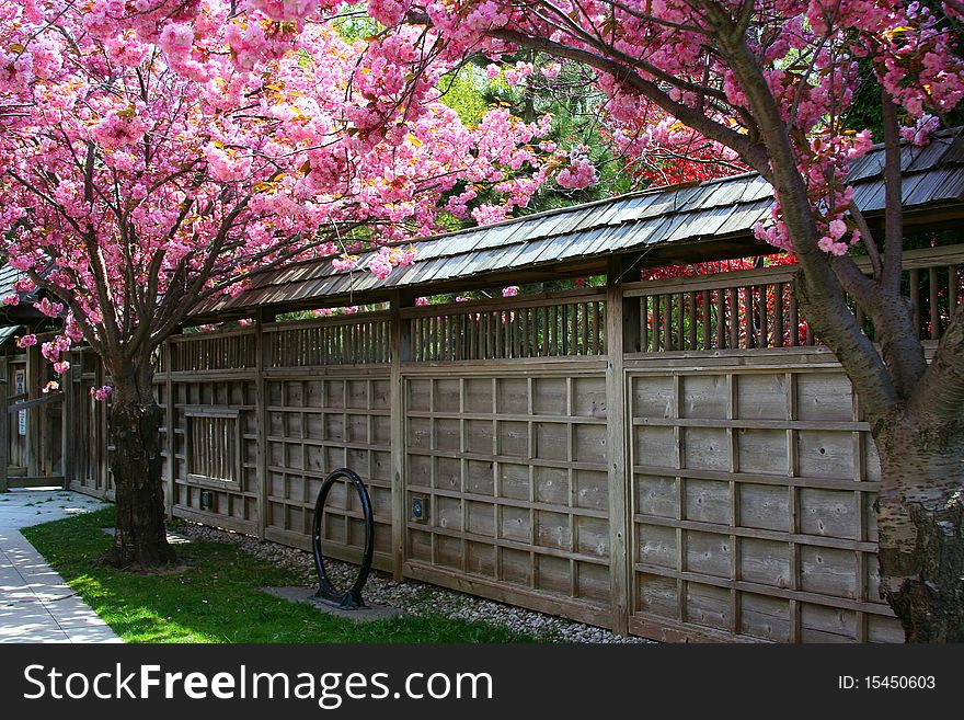 Chreey blooms in bloom at a Japenses park. Chreey blooms in bloom at a Japenses park