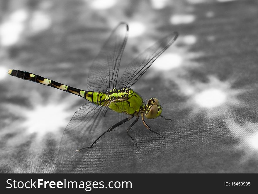 Vibrant Green Dragonfly