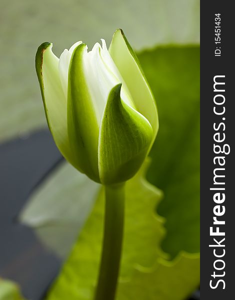 Yellow water lily bud on blur background