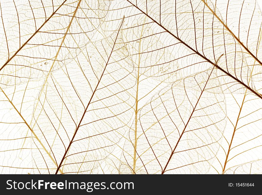 Skeleton Leaf Background
