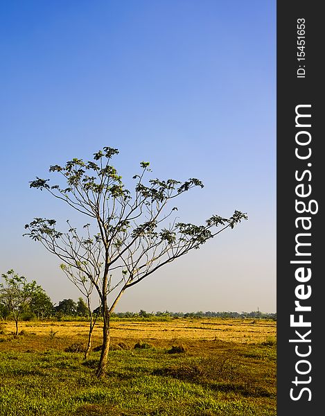 Tree in the middle of a dry ricefield; shot against blue sky