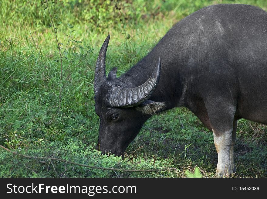 Grazing Bull With A Green Background