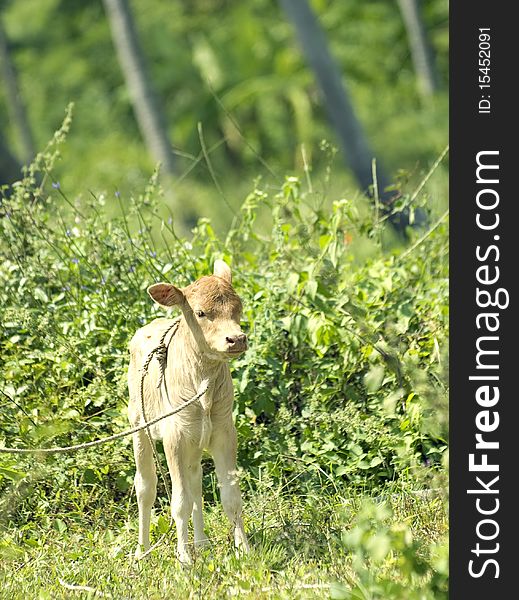 Calf  In A Tropical Forest