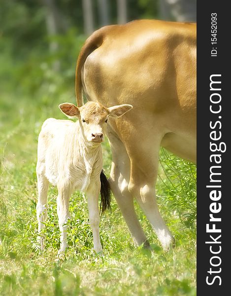 Calf  with his mother in a tropical forest (Koh Samui, Thailand)