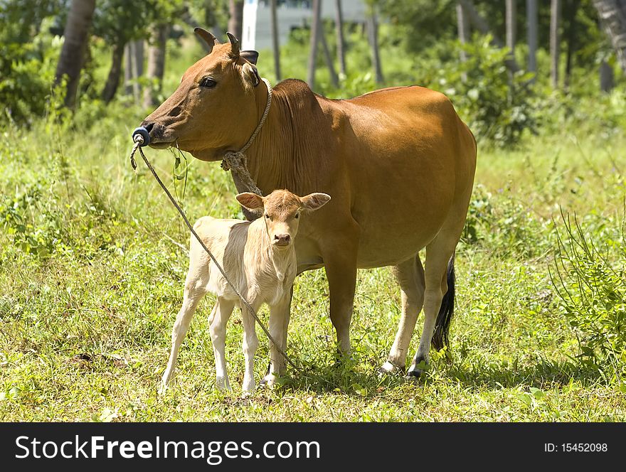 Calf  with his mother in a tropical forest