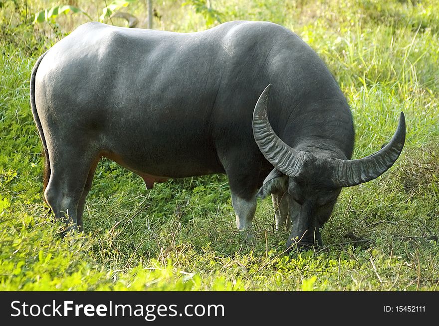 Huge Bull With A Green Background