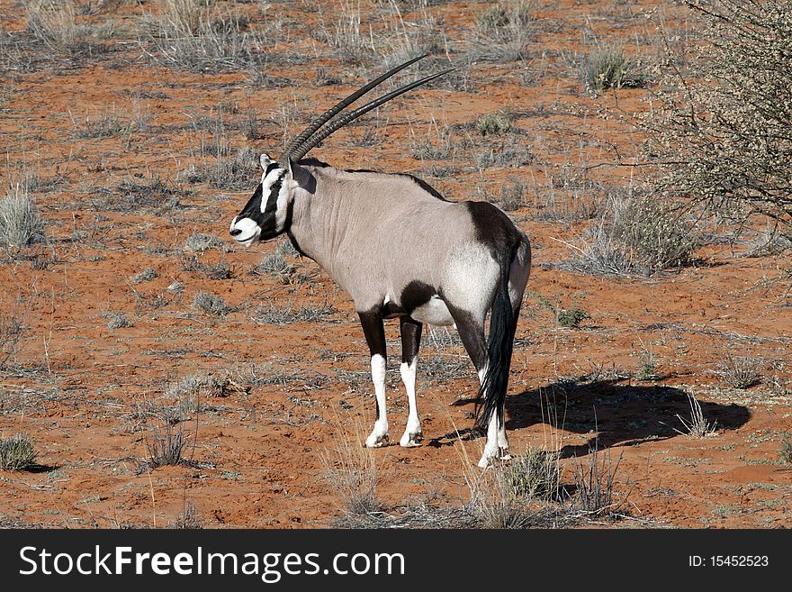 Oryx on a red dune in the Kgalagadi Transfrontier National Park in South Africa and Botswana