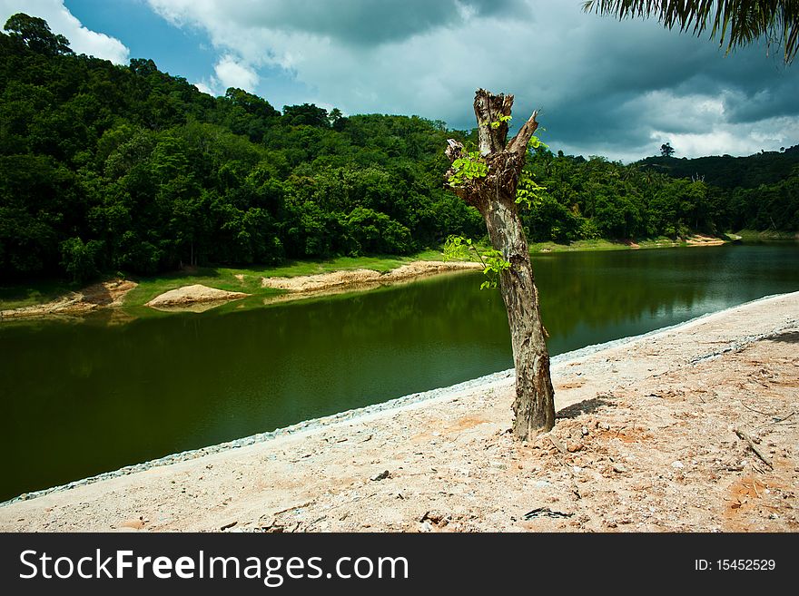 Lone dry tree in the hot day