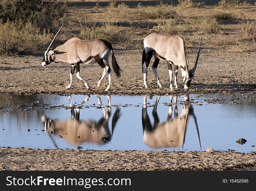 Oryx at a waterhole in the Kgalagadi Transfrontier National Park in South Africa and Botswana
