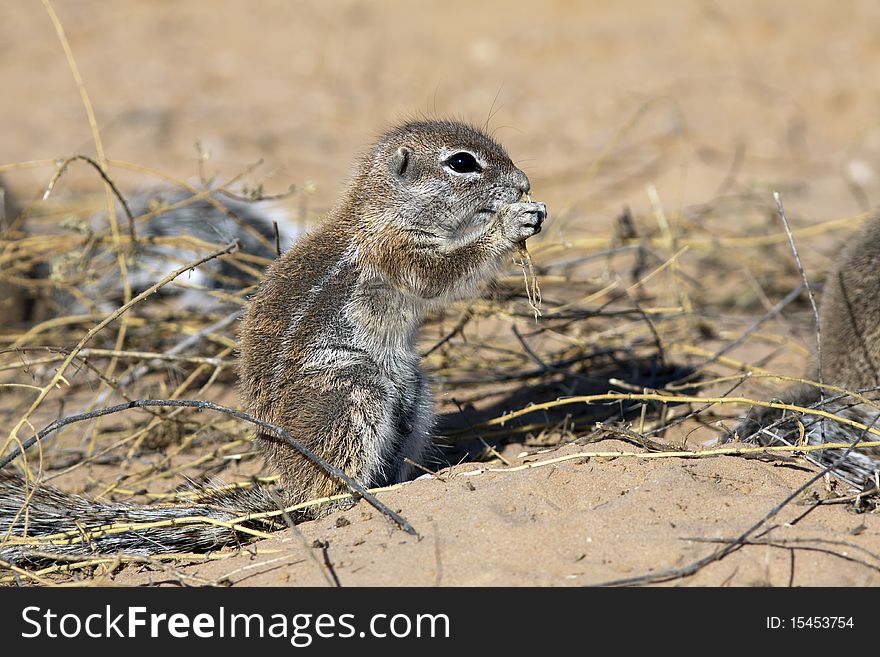 Cape ground squirrel in the Kgalagadi