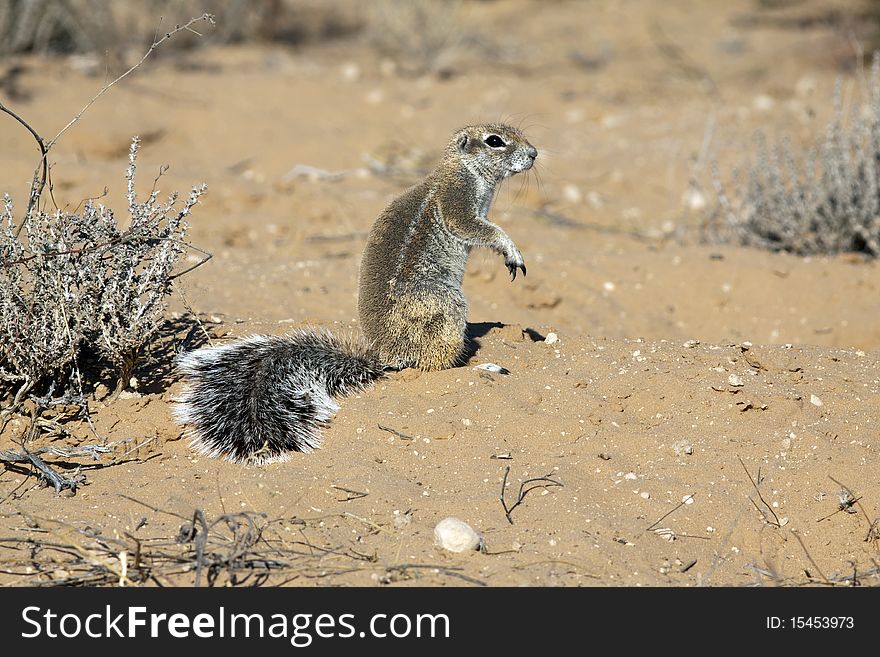 Cape ground squirrels Xerus inauris mainly occur in the dry, semi-desert regions of southern Africa, especially in the Kalahari. They live on the ground and in their widespread underground caves. They feed on grass seeds, leaves and roots. Cape ground squirrels Xerus inauris mainly occur in the dry, semi-desert regions of southern Africa, especially in the Kalahari. They live on the ground and in their widespread underground caves. They feed on grass seeds, leaves and roots.