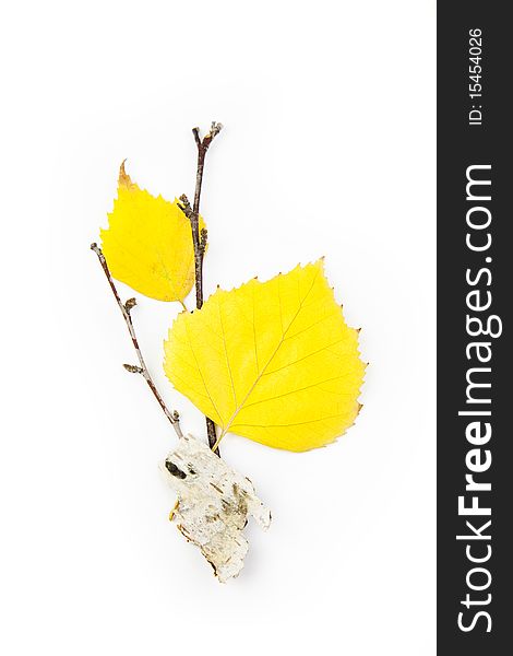 Autumn Birch Leaves / Beautiful Composition / isolated on white