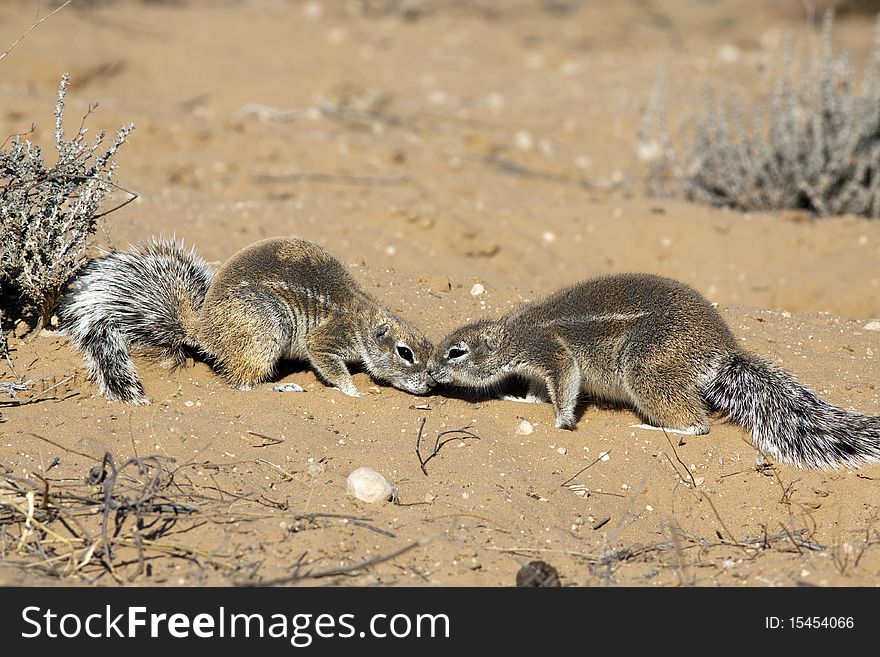 Cape ground squirrels Xerus inauris mainly occur in the dry, semi-desert regions of southern Africa, especially in the Kalahari. They live on the ground and in their widespread underground caves. They feed on grass seeds, leaves and roots. Cape ground squirrels Xerus inauris mainly occur in the dry, semi-desert regions of southern Africa, especially in the Kalahari. They live on the ground and in their widespread underground caves. They feed on grass seeds, leaves and roots.