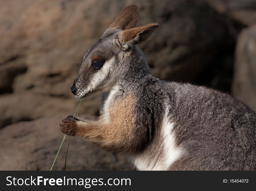 Australian Yellow footed rock wallaby