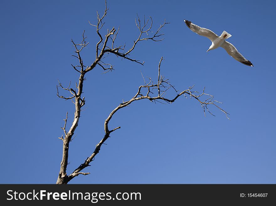 Seagull flying a winter tree against the sky. Seagull flying a winter tree against the sky