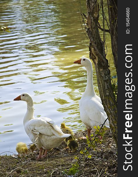 This image shows a family of geese, at the time of entering the water from a pond