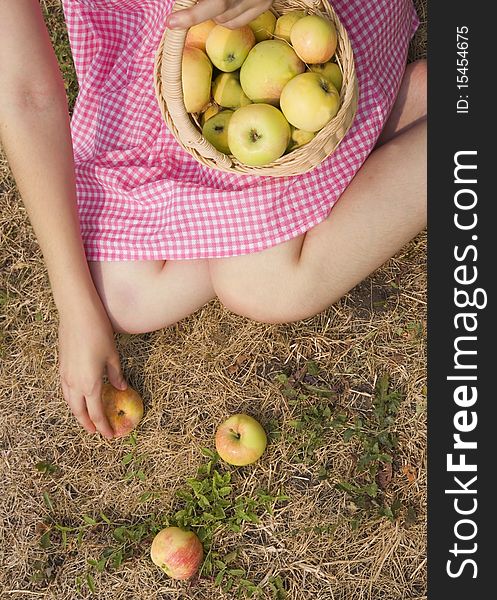 Girl collects the apples in the basket