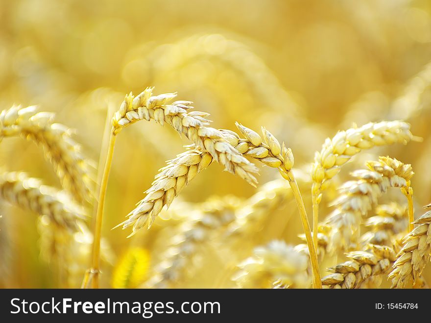 Grain ready for harvest growing in a farm field. Grain ready for harvest growing in a farm field