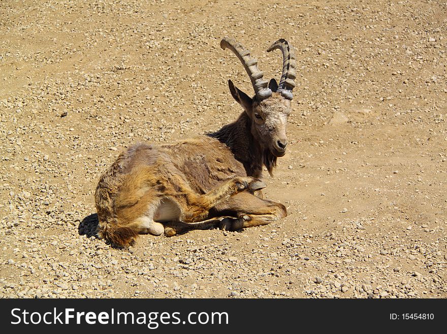 Siberian ibex