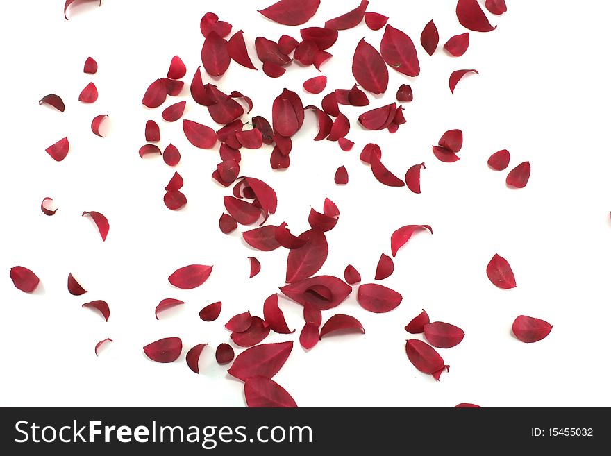 Red leaves randomly scattered on a white background. Red leaves randomly scattered on a white background