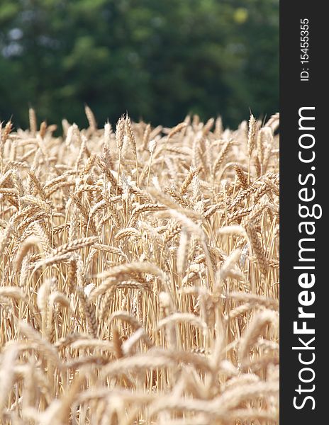 Yellow grain ready for harvest growing in a farm field. Yellow grain ready for harvest growing in a farm field