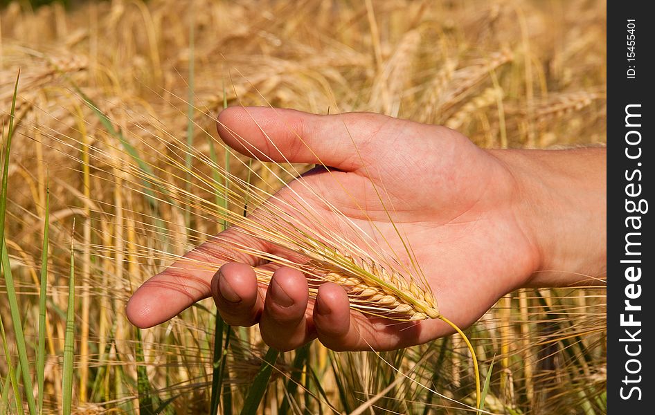 A crop of golden wheat