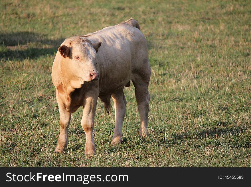 Calf brown and white and grass green