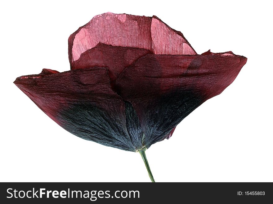 Dried Single poppy isolated on white background