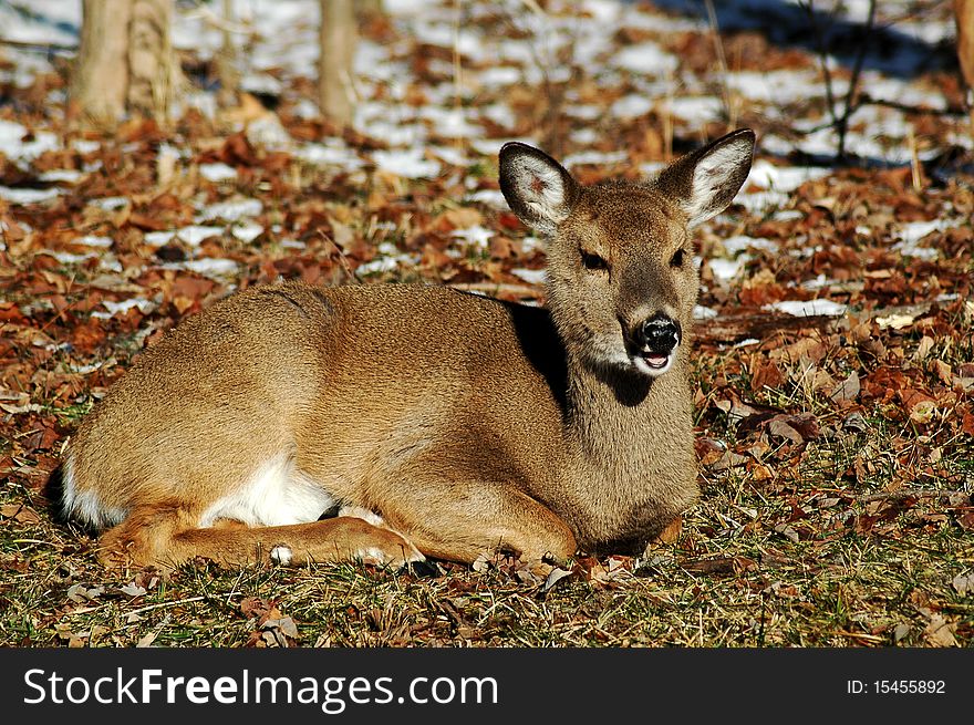 Young deer laying down resting.