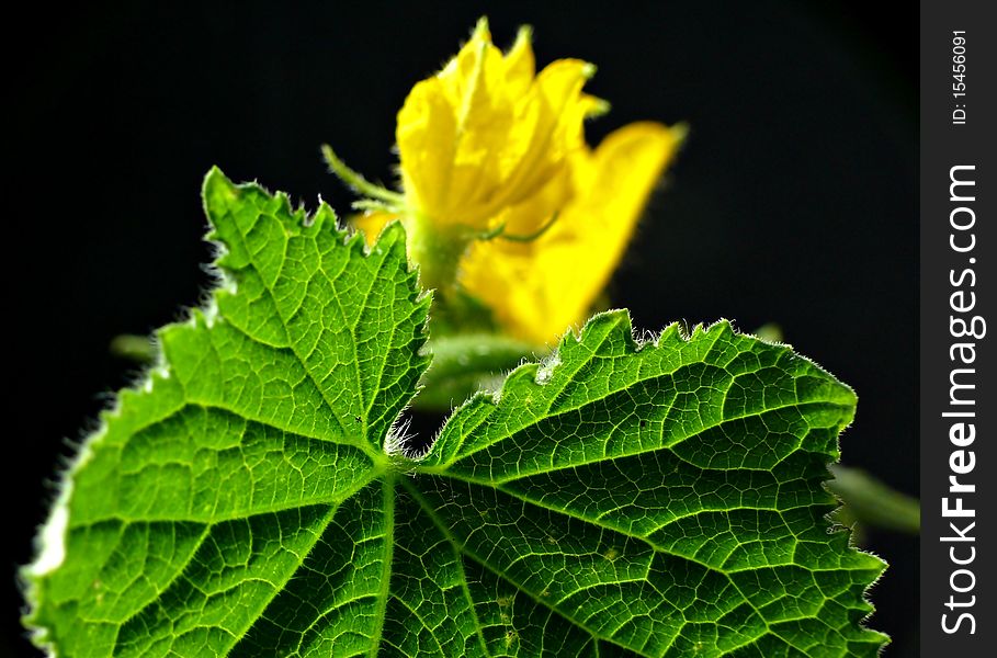 Cucumber blossom isolated on black