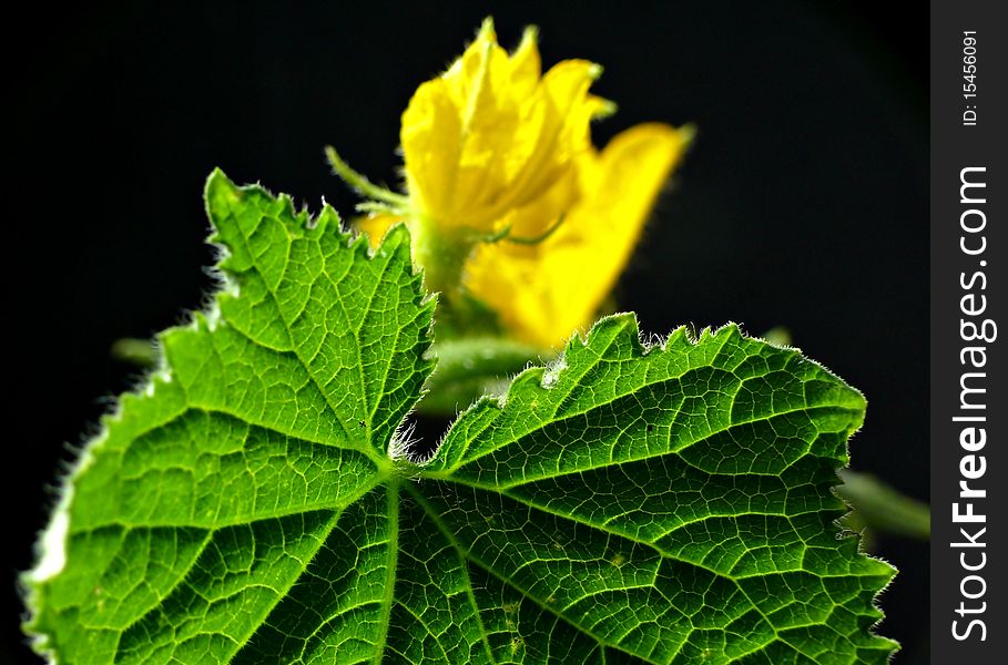 Cucumber Blossom