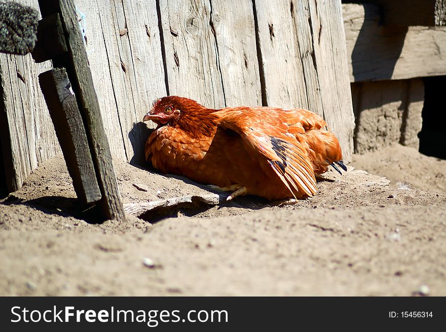 Sunbathing Chicken