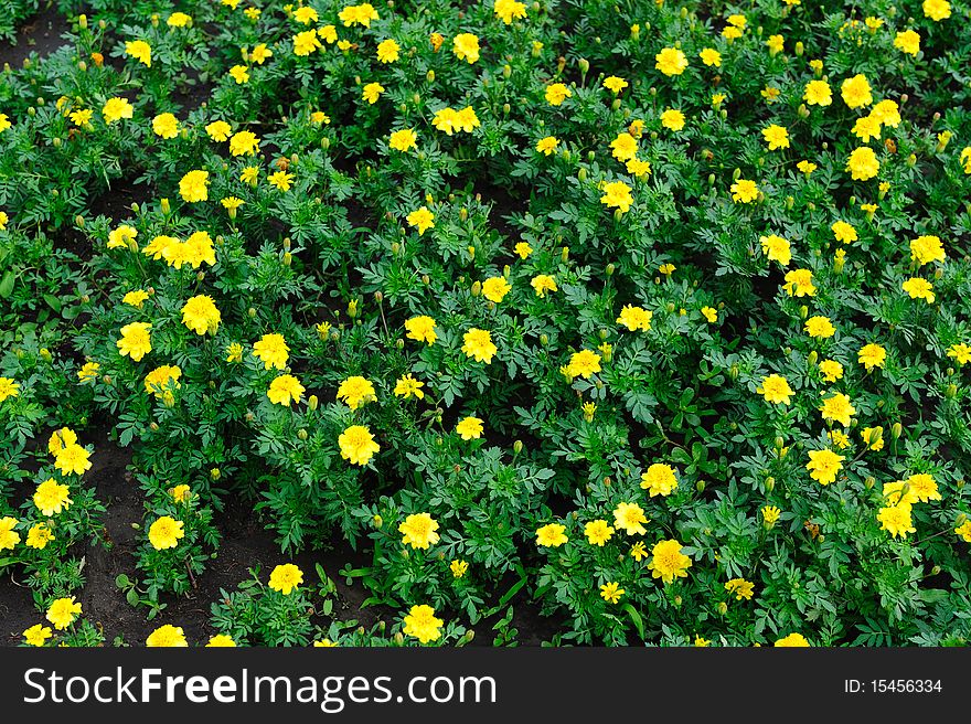 The yellow decorative flower in city park. The yellow decorative flower in city park