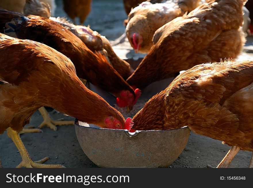 Feeding Fowls