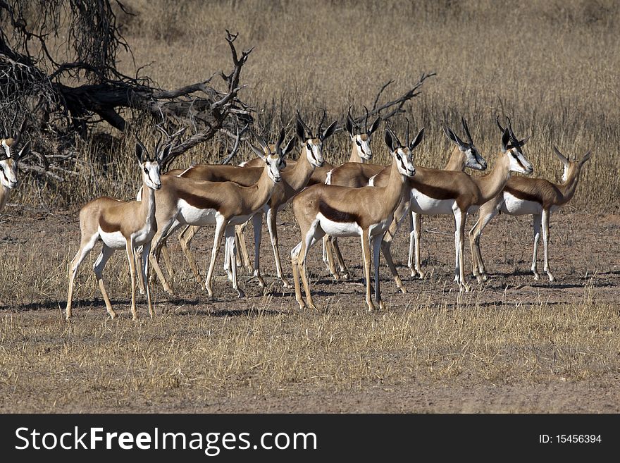 Springbok in the Kgalagadi Transfrontier Park. Springbok in the Kgalagadi Transfrontier Park