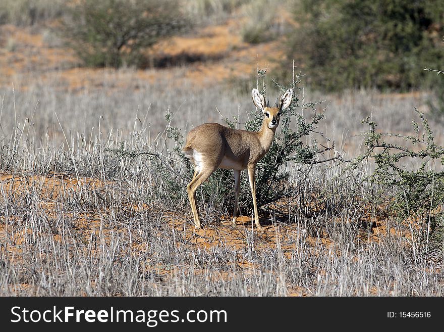 A Steenbok, Raphicerus campestris, a common small antelope of southern and eastern Africa in the Kgalagadi Transfrontier National Park in South Africa and Botswana. It is sometimes known as the Steinbuck or Steinbok. A Steenbok, Raphicerus campestris, a common small antelope of southern and eastern Africa in the Kgalagadi Transfrontier National Park in South Africa and Botswana. It is sometimes known as the Steinbuck or Steinbok.