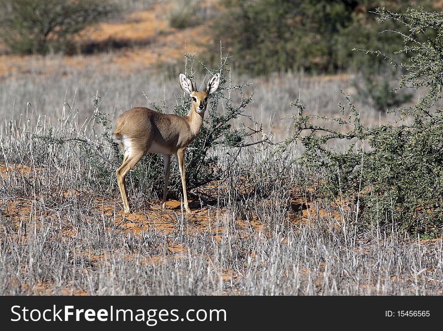 A Steenbok, Raphicerus campestris, a common small antelope of southern and eastern Africa in the Kgalagadi Transfrontier National Park in South Africa and Botswana. It is sometimes known as the Steinbuck or Steinbok. A Steenbok, Raphicerus campestris, a common small antelope of southern and eastern Africa in the Kgalagadi Transfrontier National Park in South Africa and Botswana. It is sometimes known as the Steinbuck or Steinbok.