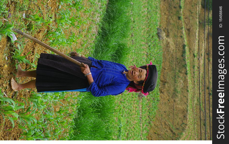 Black Hmong woman from the region of Yen Minh. The field work is done in families. Women have retained their traditional clothes even in hard work. Above all, it was for them an indispensable mark of belonging to their ethnic group. The men have often forsaken the tradition