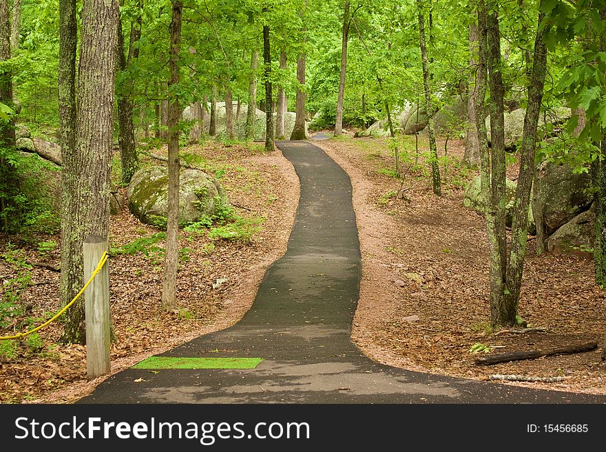 A path stretching into the forest.