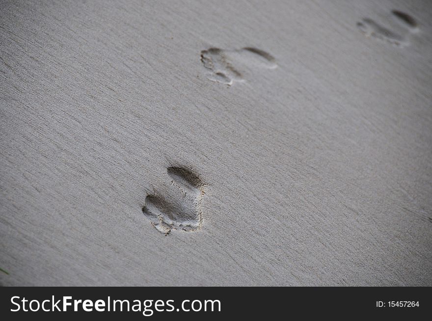 A shot of foot prints in the sand