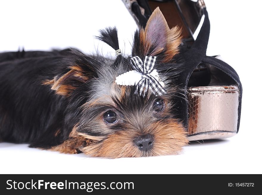 Yorkshire terrier pappy portrait lying head down isolated on white