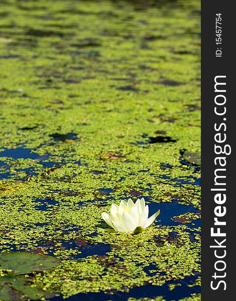 Single white water lily on water surface covered with foliage